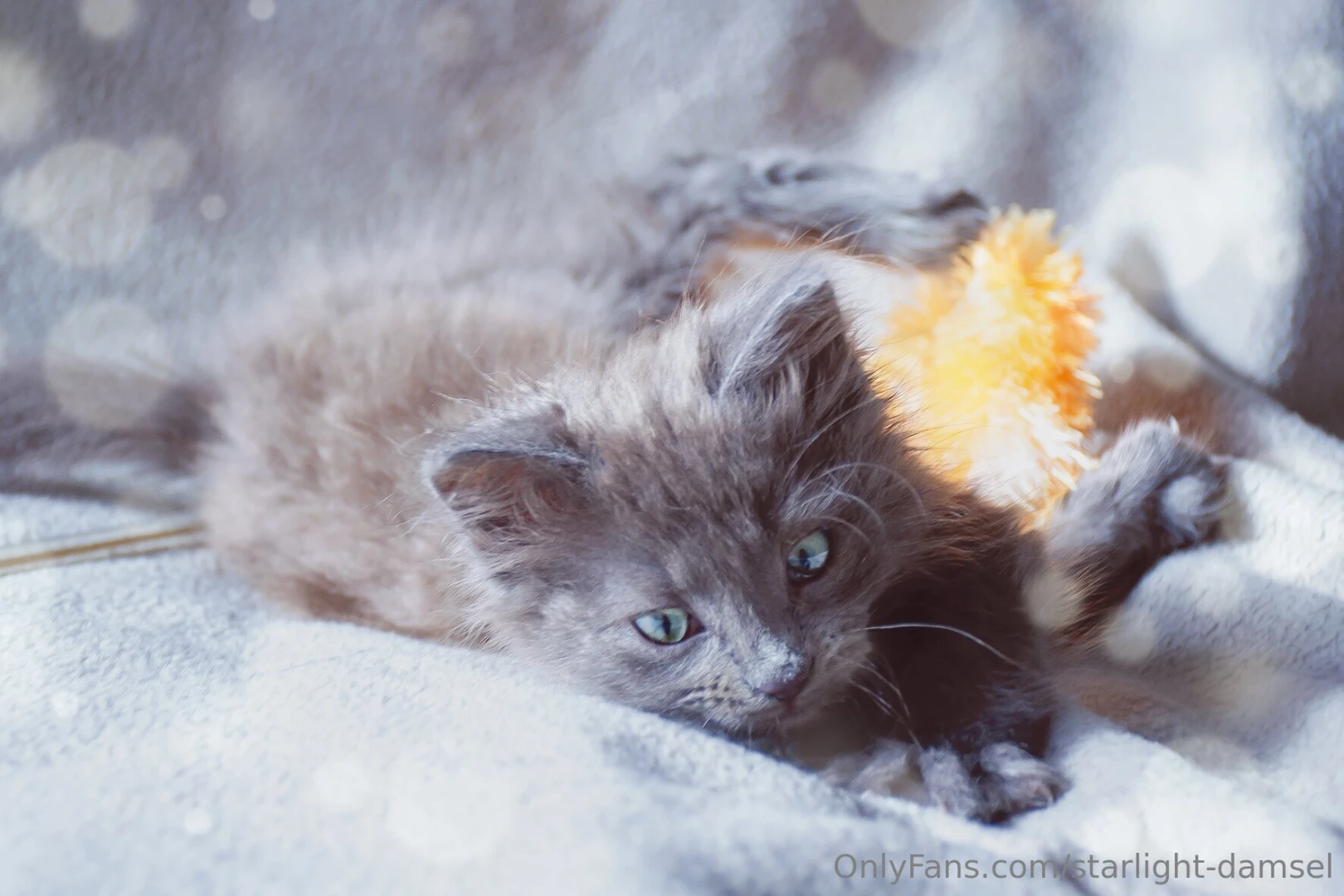 Https onlyfans com 1366364528 starlight-damsel please consider part 1 