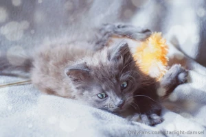 Https onlyfans com 1366364528 starlight-damsel please consider part 1