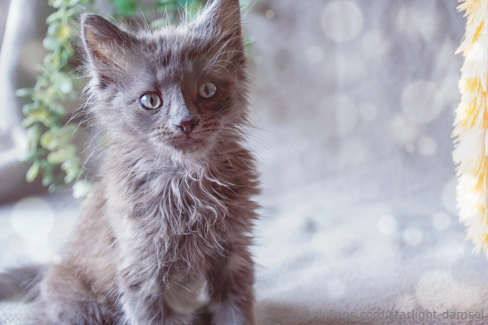 Https onlyfans com 1366364528 starlight-damsel please consider 