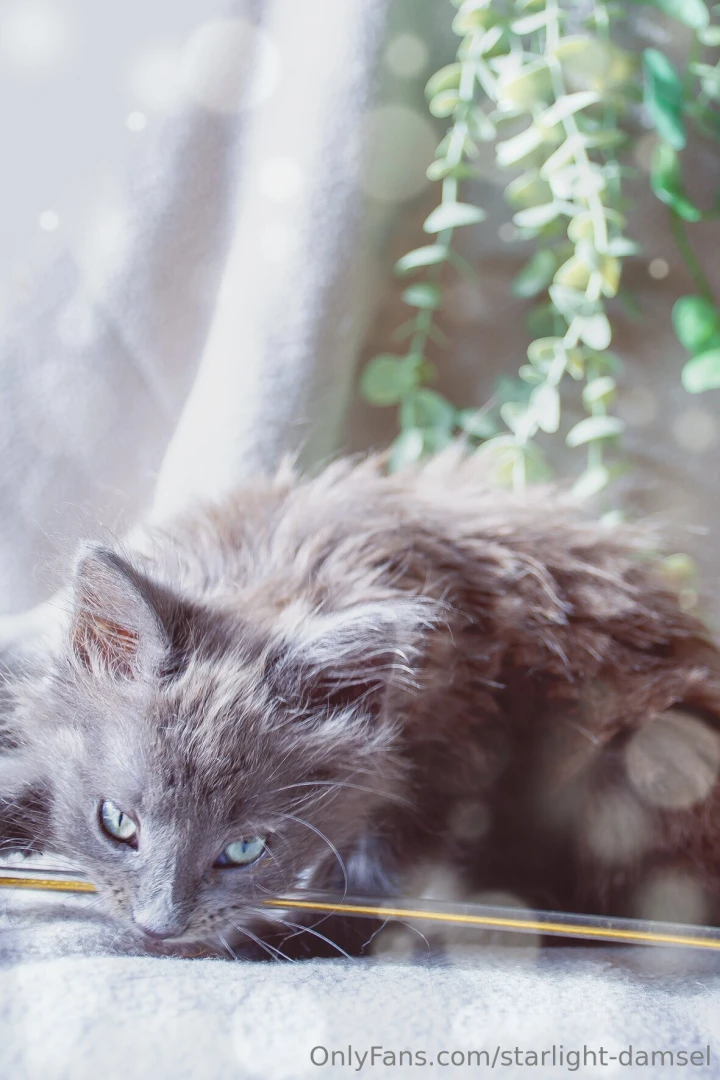 Https onlyfans com 1366364528 starlight-damsel please consider part 2 