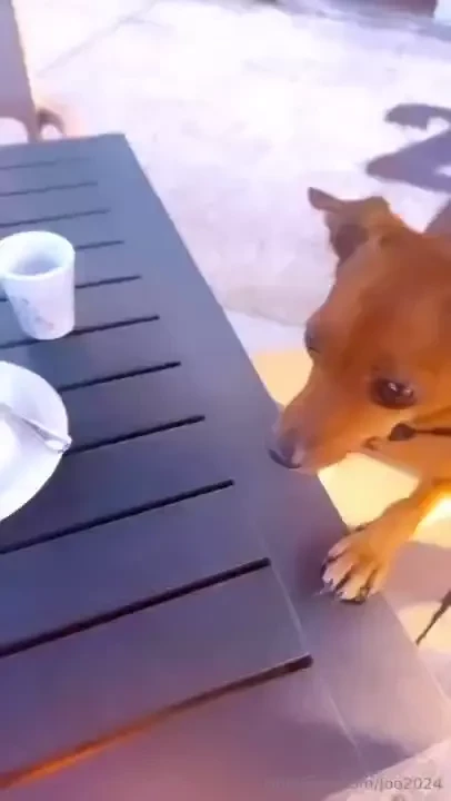 Ci sono due cose che mi hanno sempre sorpreso l intelligenza degli 