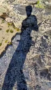Shadow show