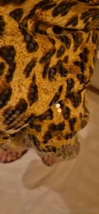 Sequins in my favorite leopard print