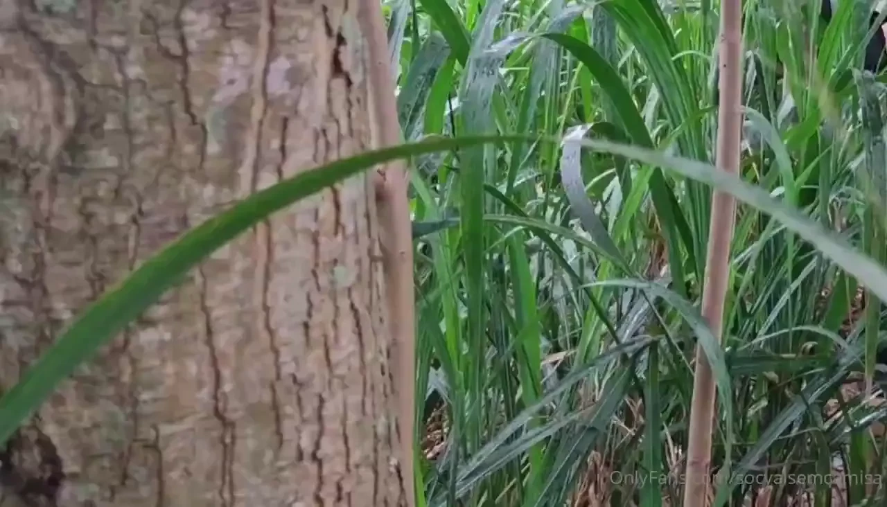 Socyalsemcamisa maldonattoproductions kxorrao alexcapixabaaa fomos nas 