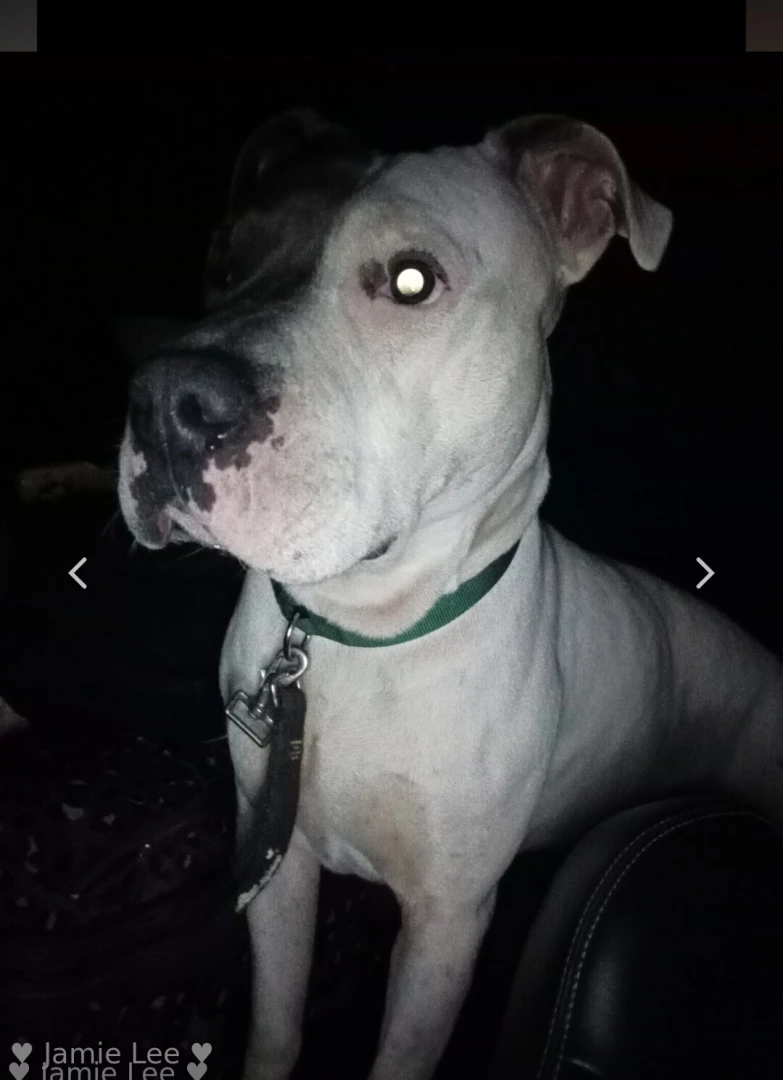 Please help my friend and her dog jaxx needs our help part 1 