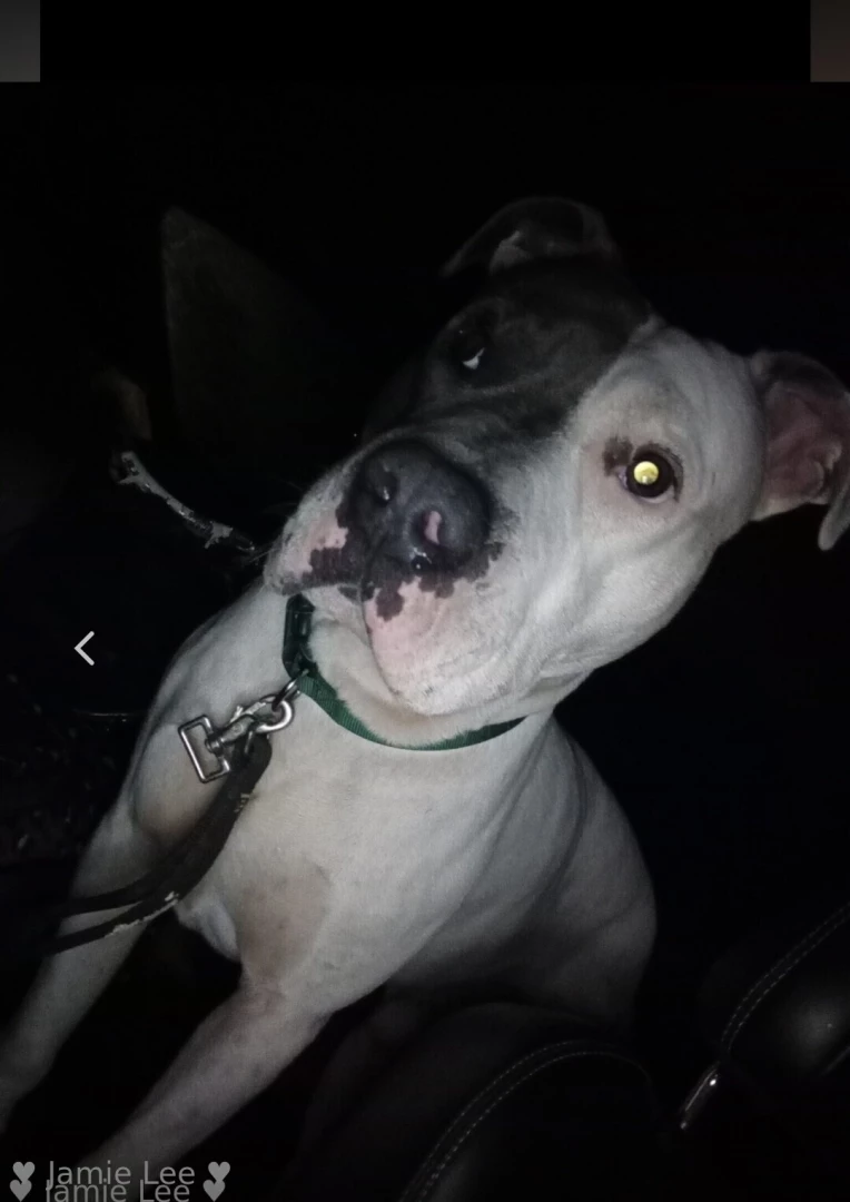 Please help my friend and her dog jaxx needs our help part 2 