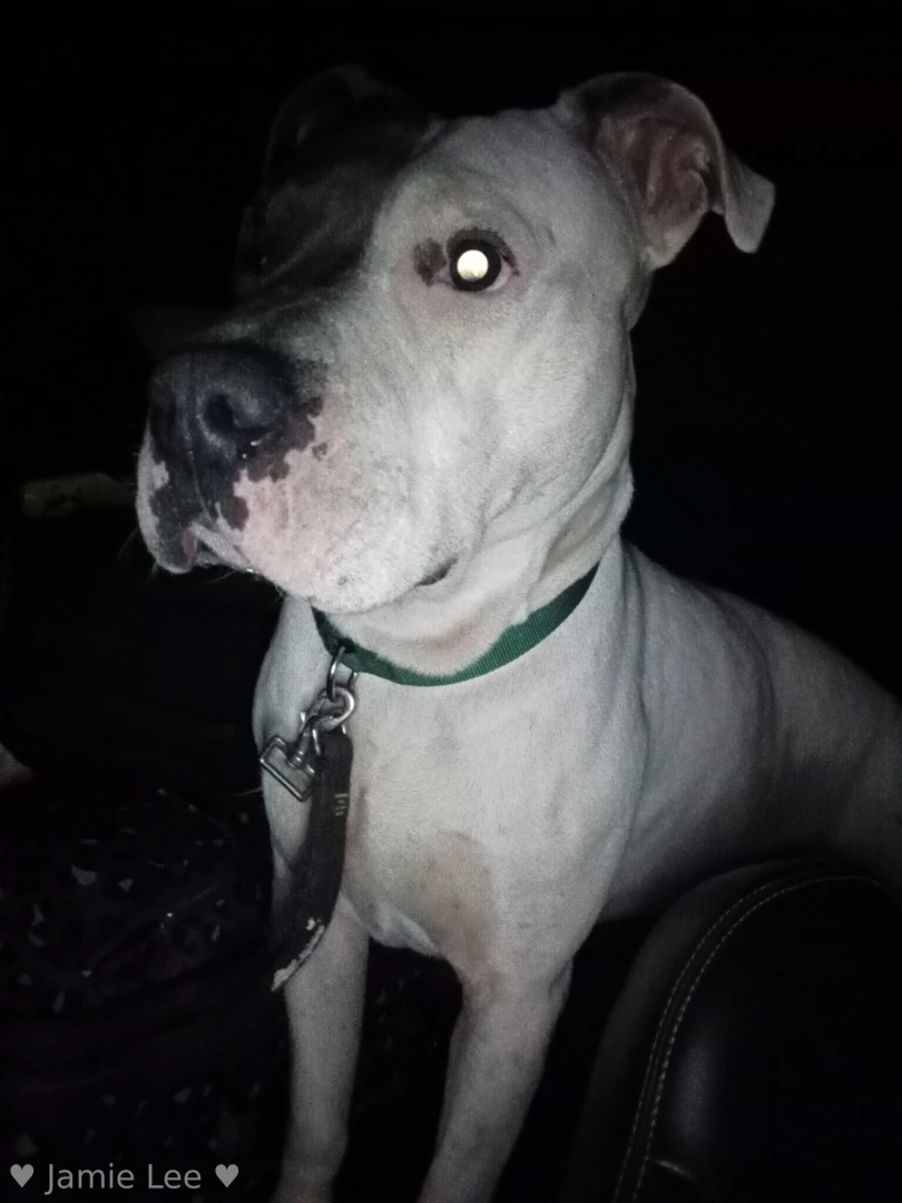 Please help my friend and her dog jaxx needs our help part 4 