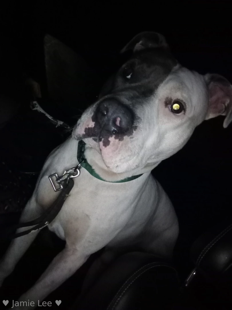 Please help my friend and her dog jaxx needs our help part 3 