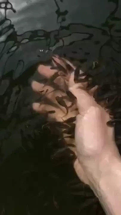 I believe these are called garra rufa i had them eating out of my 