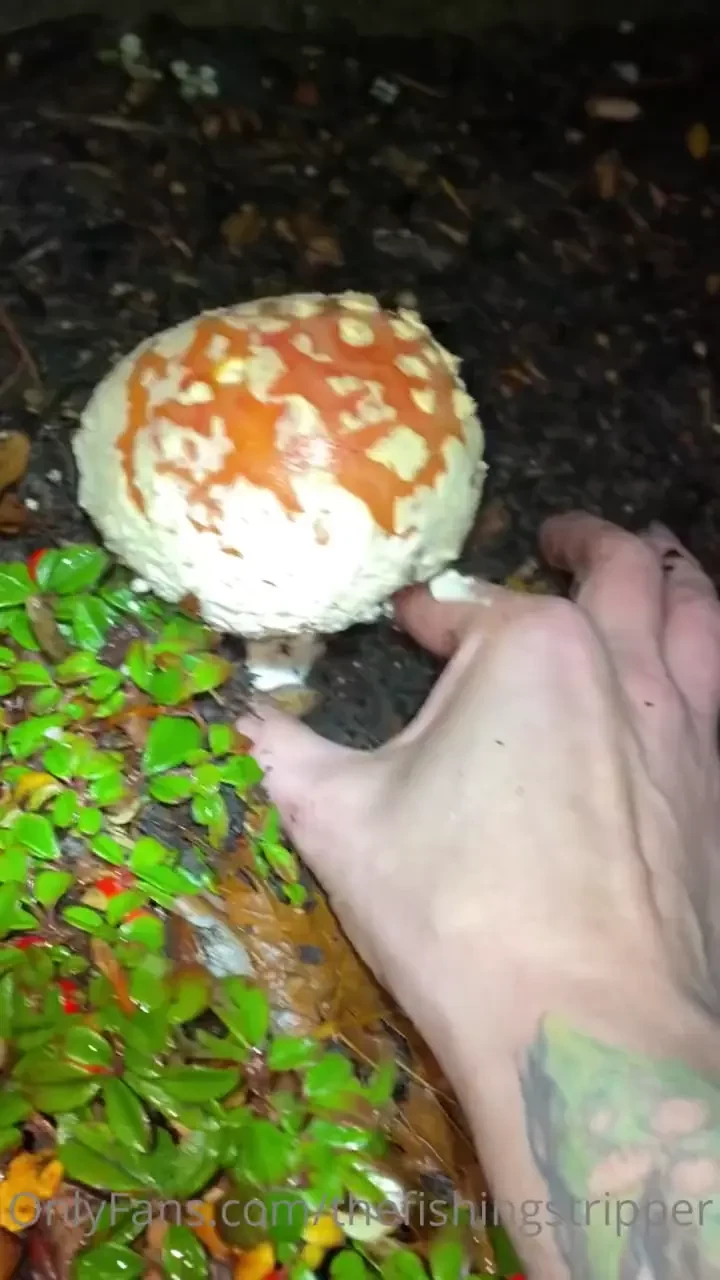 The rain has finally come to the pacific northwest and the mushrooms 