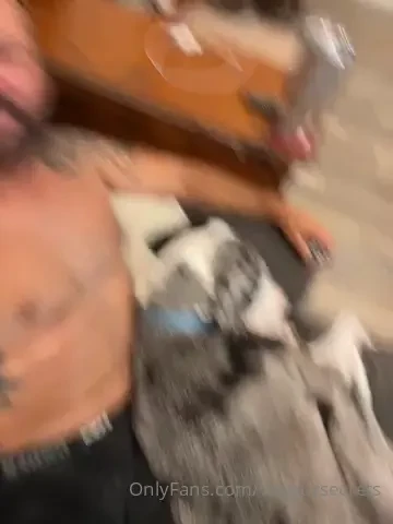 Let me introduce you to hercules herc my tiny great dane who doesn t 