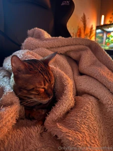 My cat is just chillin i hope your days are going the same way https