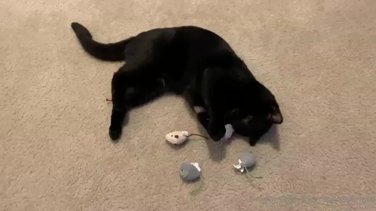 Steve kitty this morning 