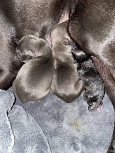 One of my dogs has puppies last night