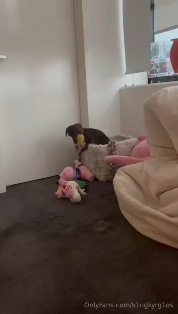 Boo playing in her toy box 