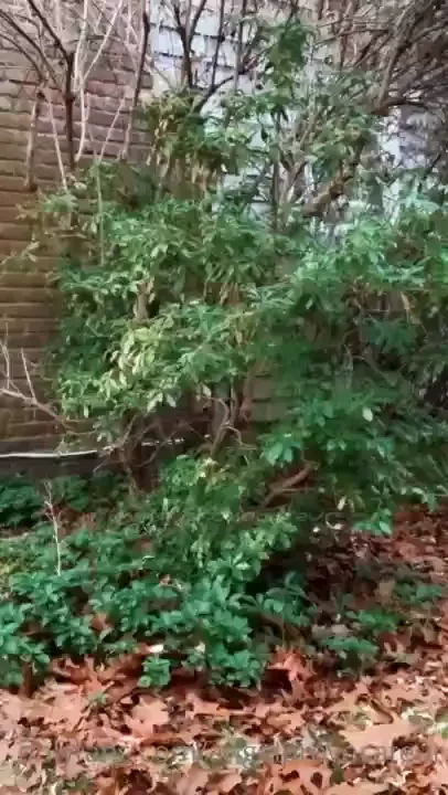 Little bunny foo foo hopping through the forest 