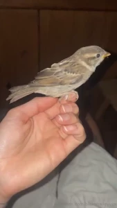 Lol - okay so my cat almostttt caught a bird the other night i woke up