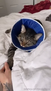 Update on my cat mr sir mr sir came home from the vet last night