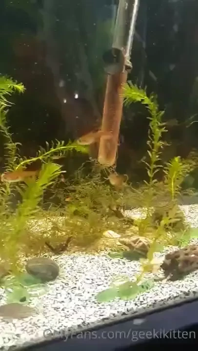 Went to check on my new fish this morning and found the little ones 