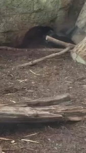 Went to a big city aquarium for my bf s bday yesterday it was amazing part 1