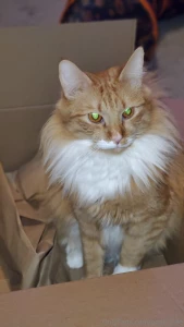 I love my ginger part 1