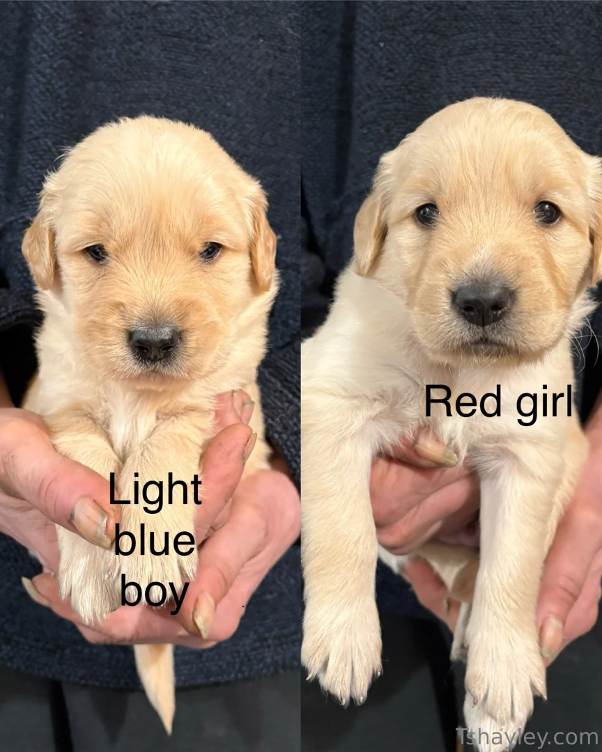 Help me pick a puppy 