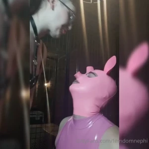 Piggy loves to clean up my spit also they way that they re looking up