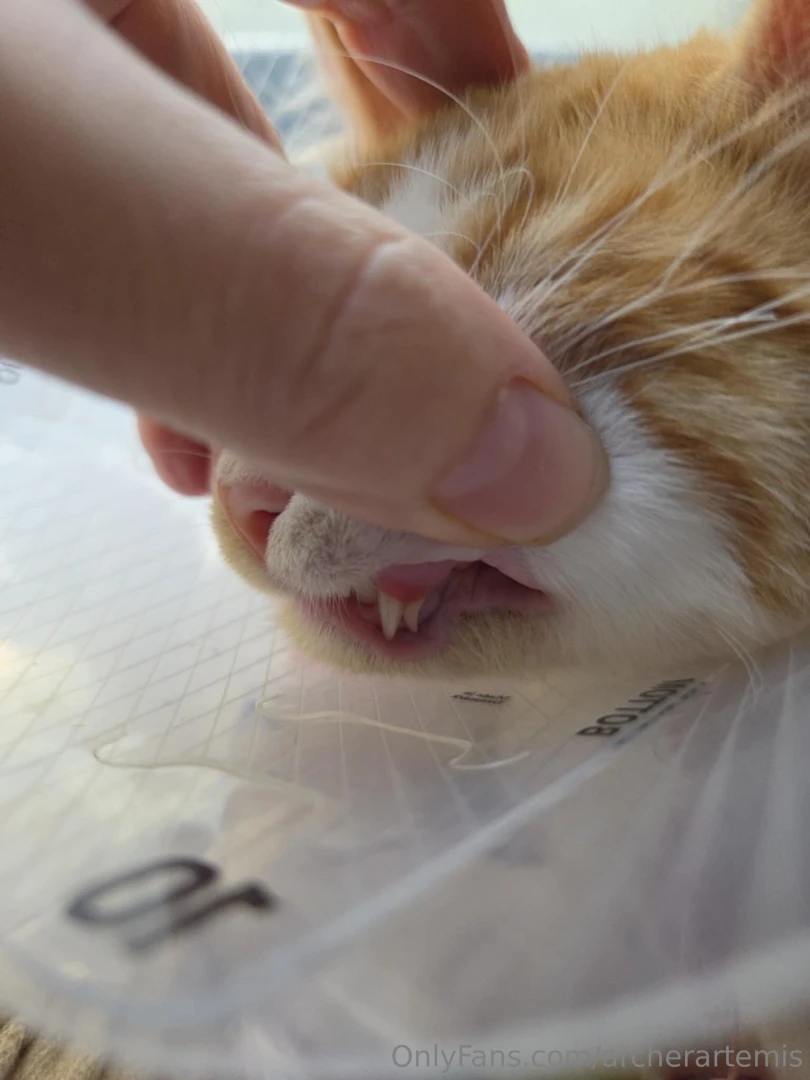 My son has double fangs he sees the vet today about removing his 