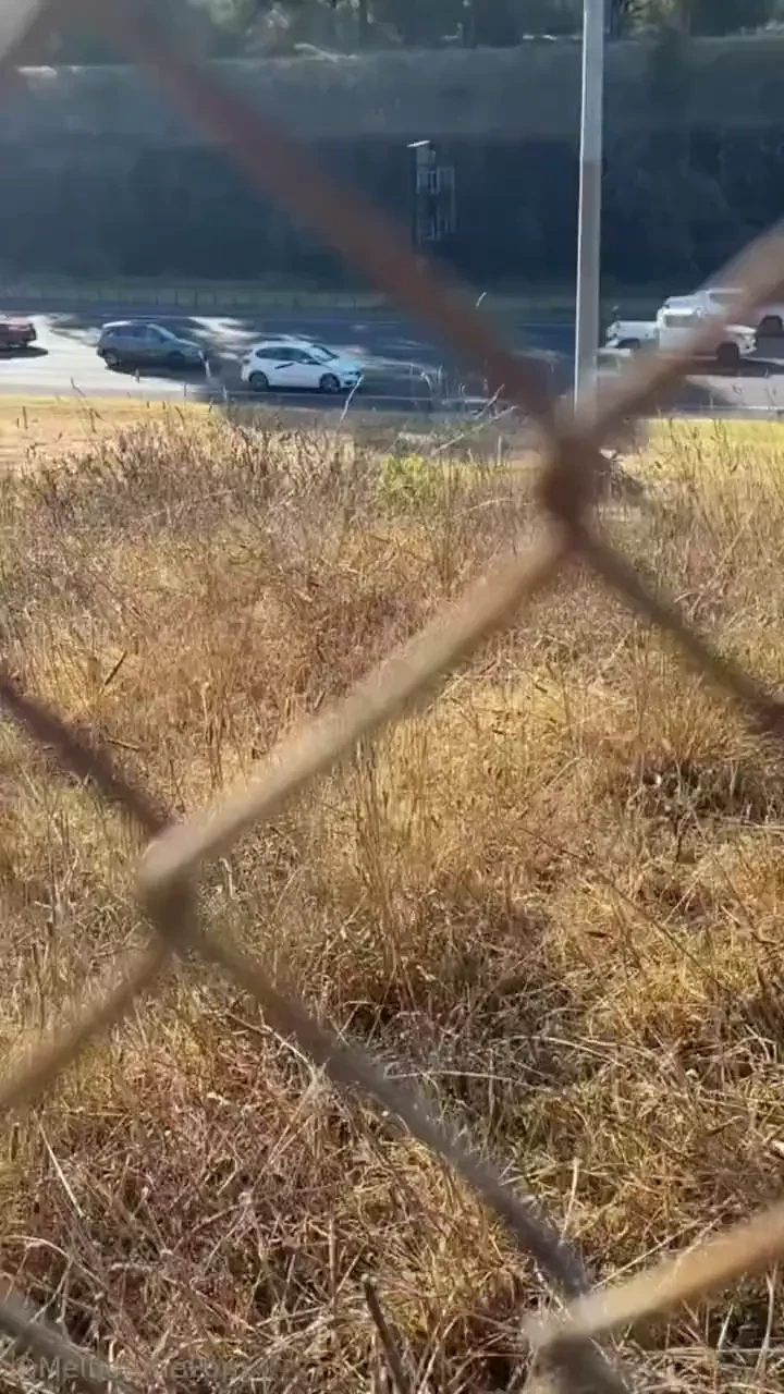 Crusing the local park looking for trouble was hoping to find a mouth 