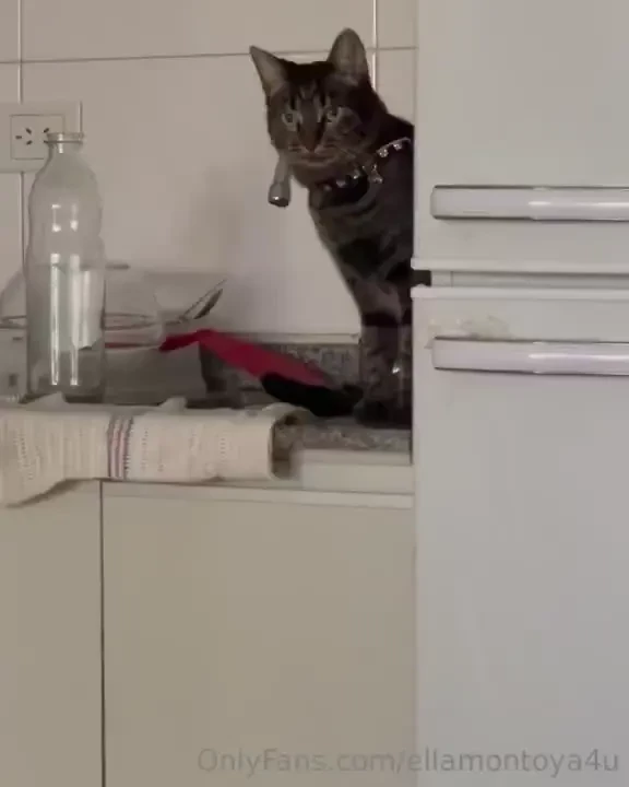 Like si tienes mascota entender is de lo que os estoy platicando okay 