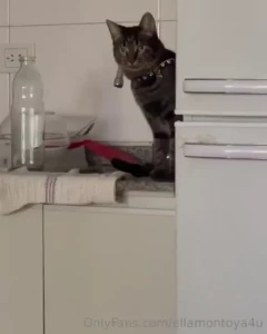 Like si tienes mascota entender is de lo que os estoy platicando okay
