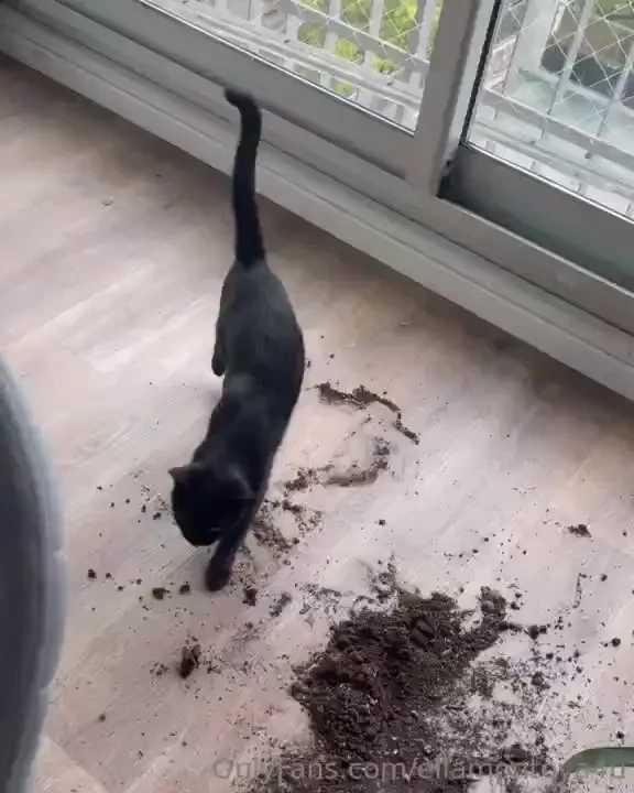 Like si tienes mascota entender is de lo que os estoy platicando okay part 1 