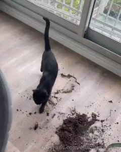 Like si tienes mascota entender is de lo que os estoy platicando okay part 1