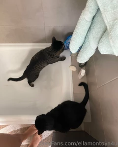 Like si tienes mascota entender is de lo que os estoy platicando okay part 2