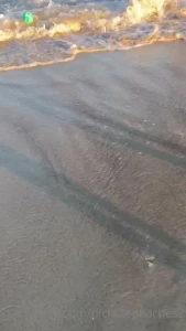 Had a bunch of fun at the beach