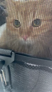 Hello my dears unfortunately my cat is sick and i am very worried