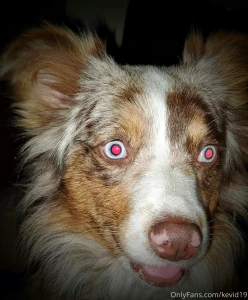 Nothing stops a yawn faster than a dog trying to lick inside your