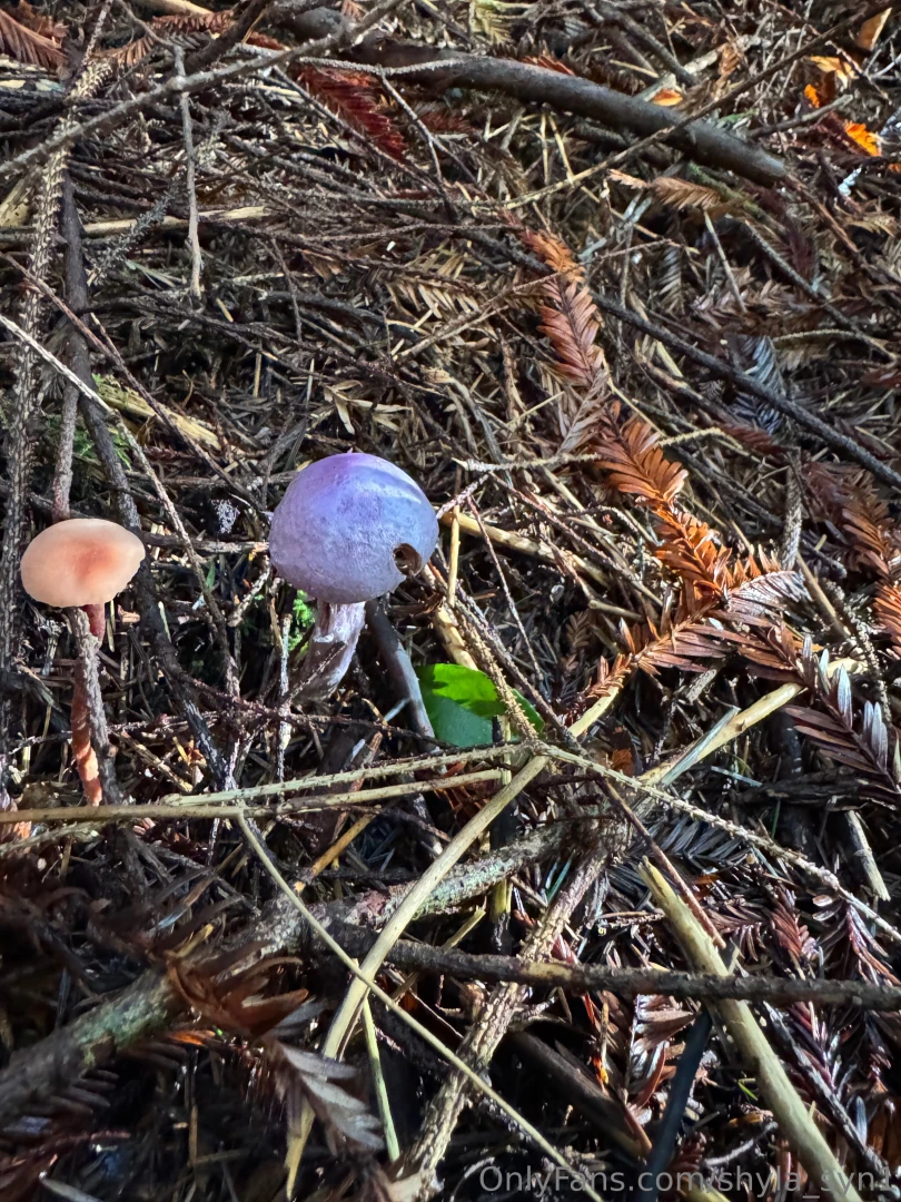 Some forest fun part 2 