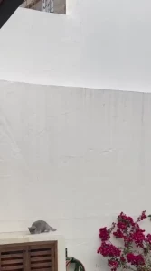 This morning i found this cat in the garden it seems that he fell off