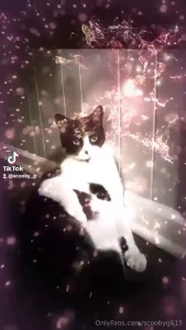 My buffy boi gets all tha pussy literally cat model humor