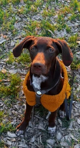 This fluffy one always knows when i m sad or need a hug pets really