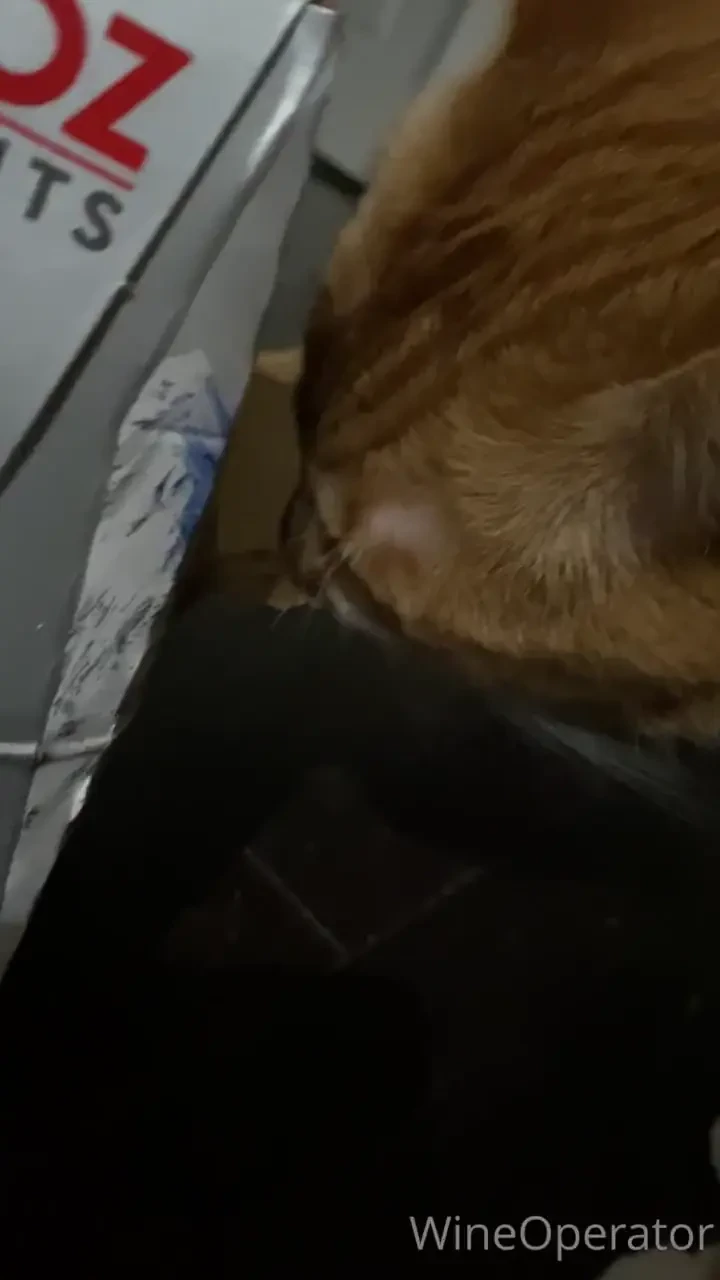 This ginger cutie couldn t stop licking my box 