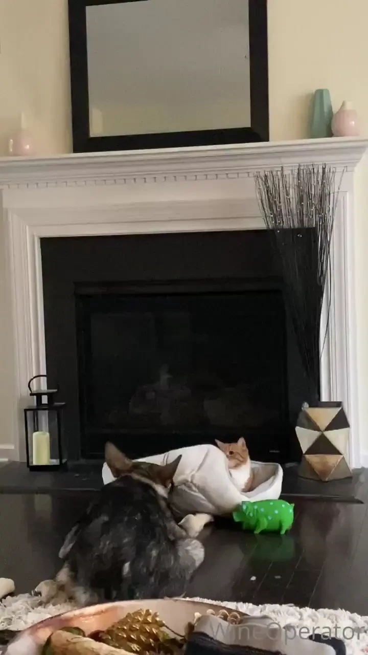 Big german takes cute little for a ride in bed 