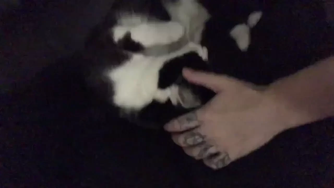 Thought i d share these sweet lil kitty nose boops goodnight world 