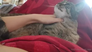 So von der pflegekatze geweckt zu werden ist ein traum vor allem h rt
