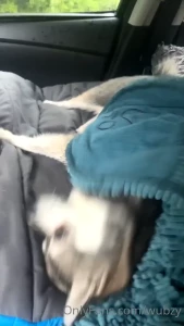 Amp a cute video of sammy having fun i check the weather before hikes