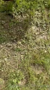 Wore the wrong shoes got a blister rip toms