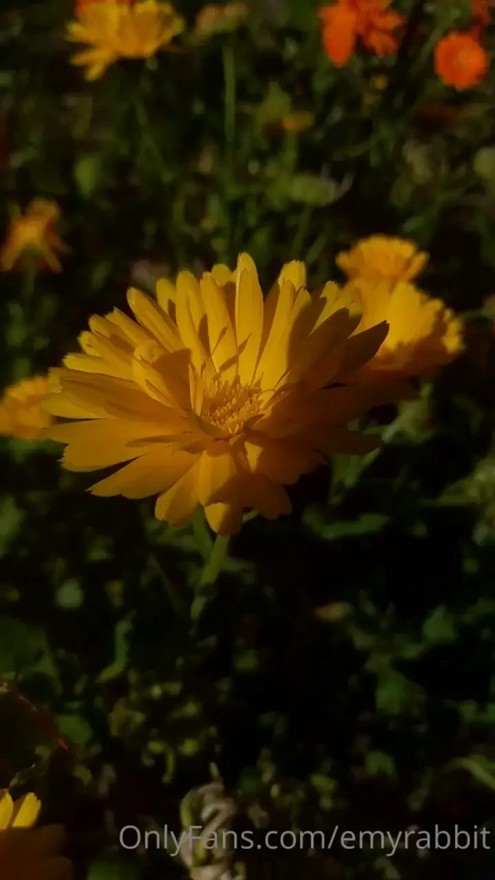 Good morning do you want to see my little flower 