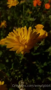 Good morning do you want to see my little flower