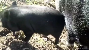 I love my farm no judgement just fun lots of love my piece of paradise part 6